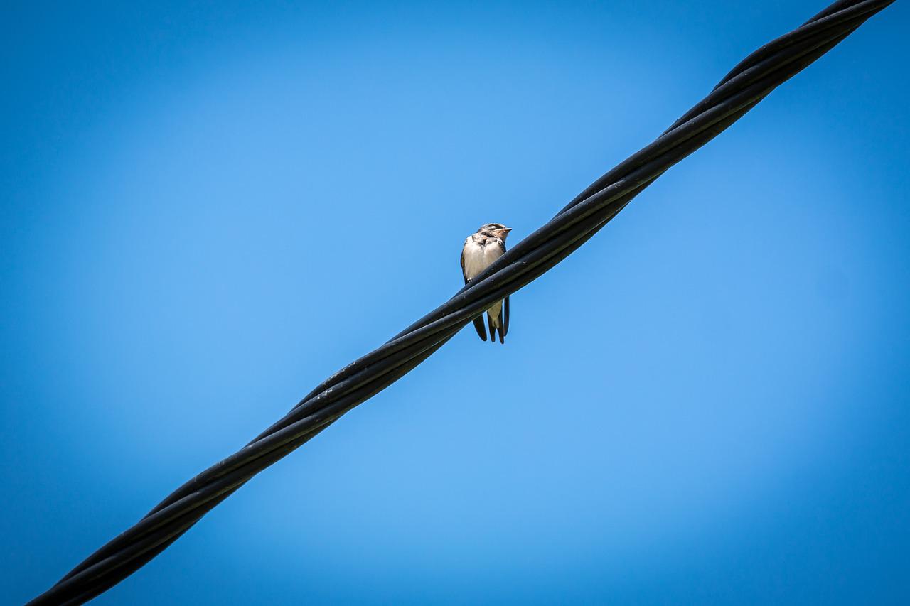 swallow, power line, heaven-1507598.jpg