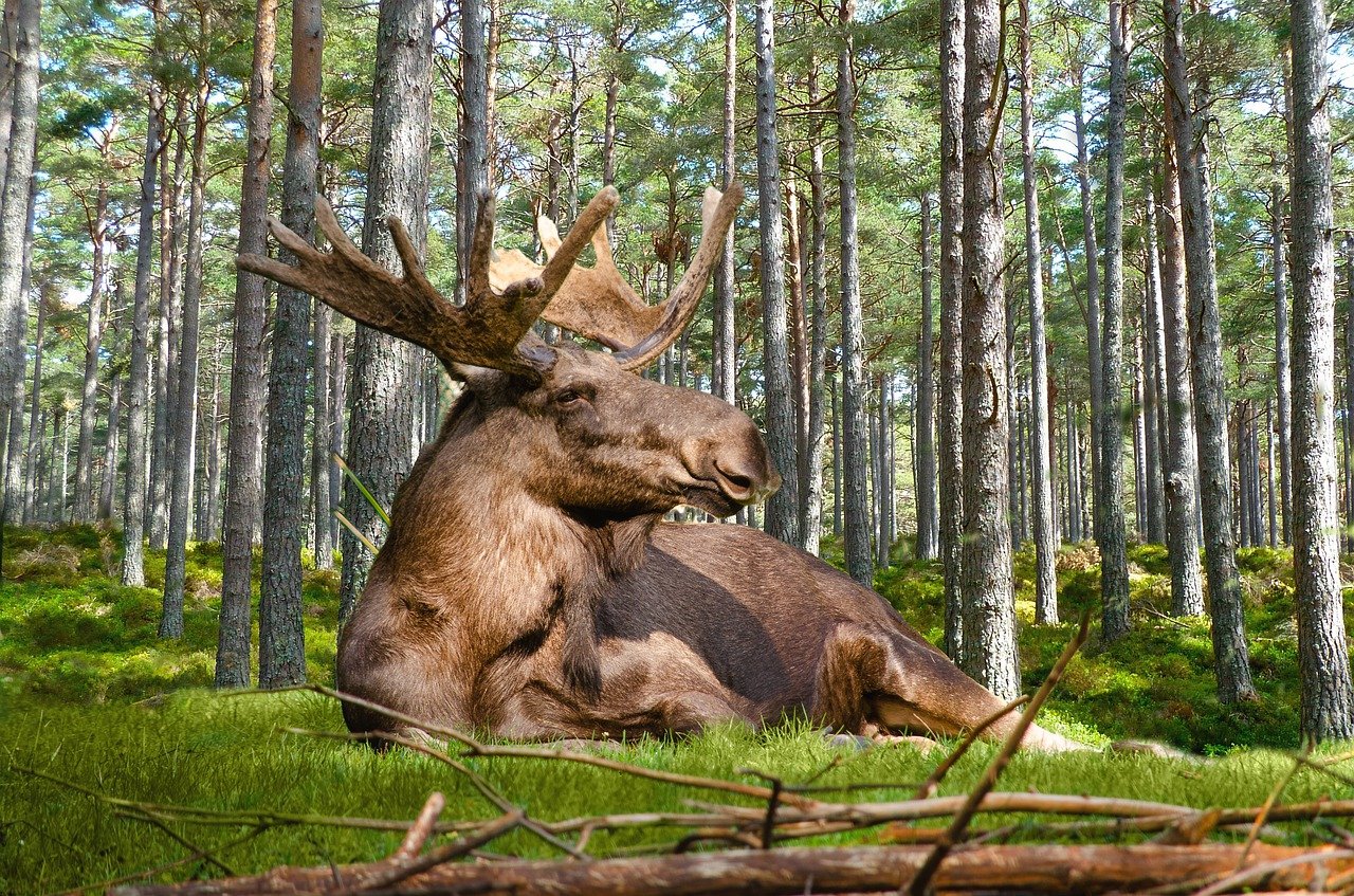 moose, forest, nature-4805194.jpg